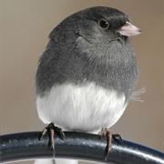 Dark Eyed Junco