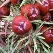 Cade (Juniperus Oxycedrus)