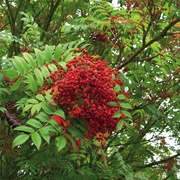 Sorbus Randaiensis