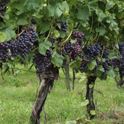 Grape (Quran Verse 11)