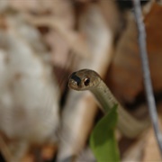 Kyle Woods State Nature Preserve