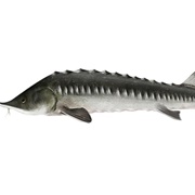 Kaluga Sturgeon