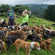 Visit Territorio De Zaguates, the World's Largest Dog Rescue