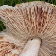 Termitomyces Umkowaan