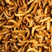 Meal Worms