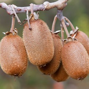 Golden Kiwifruit (Actinidia Chinensis)