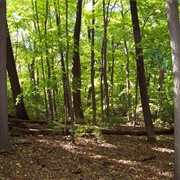 Gifford State Forest