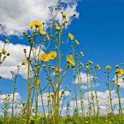 Milford Center Prairie State Nature Preserve