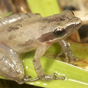 Little Grass Frog