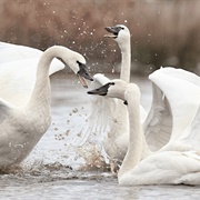 A Whiteness of Swans