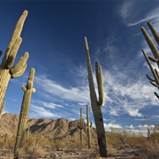 Sonoran Desert, AZ (BLM)