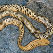 Dubois Sea Snake