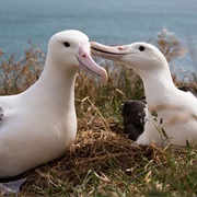 A Weight of Albatross