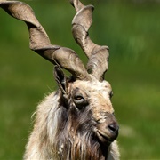 Markhor