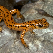 Cave Salamander