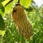 Wild Cherimoya (Annona Hypoglauca)
