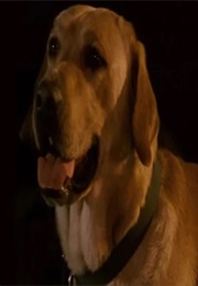 Independence Day (Boomer) (1996)