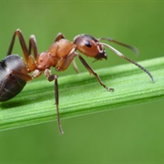 Ant