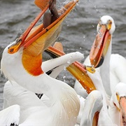 A Scoop of Pelicans