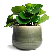 Peperomia Obtusifolia