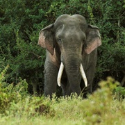 Sri Lankan Elephant