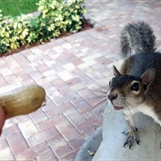 Feed Squirrels