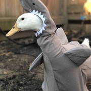 Duck's Clothing