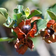 Bladdernut (Diospyros Whyteana)