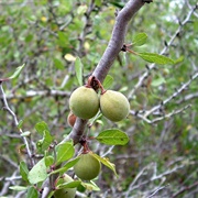 Texas Almond (Prunus Minutiflora)