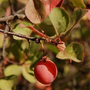 Klamath Plum (Prunus Subcordata)
