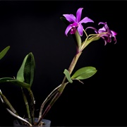 Brazilian Orchid
