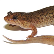 Northern Dusky Salamander