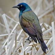 Grackle