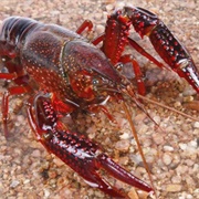 Red Swamp Crayfish