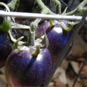 Blue Bayou Tomato