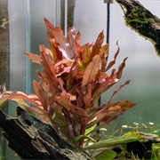 Ammania Senegalensis