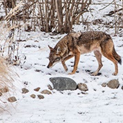 Pigeye Conservation Area