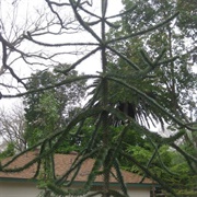 Monkey Puzzle Tree