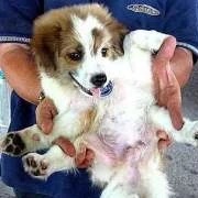 Carl the Variable Dog