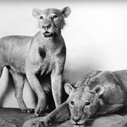 Man-Eating Lions of Tsavo