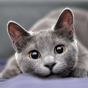 Russian Blue