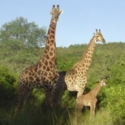 Mbuluzi Game Reserve, Eswatini