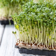 Garden Cress