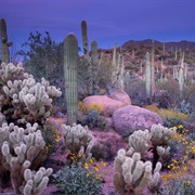 Saguaro National Park, Tucson AZ
