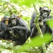 A Whoop of Chimpanzees