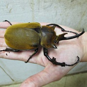 Elephant Beetle