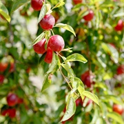 Cherry Plum (Prunus Cerasifera)