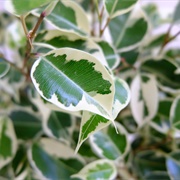 Ficus Neriifolia
