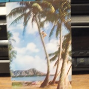 Tree Climbers, Waikiki, Honolulu