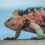 Fernandina-Narborough, Galapagos Islands, Ecuador